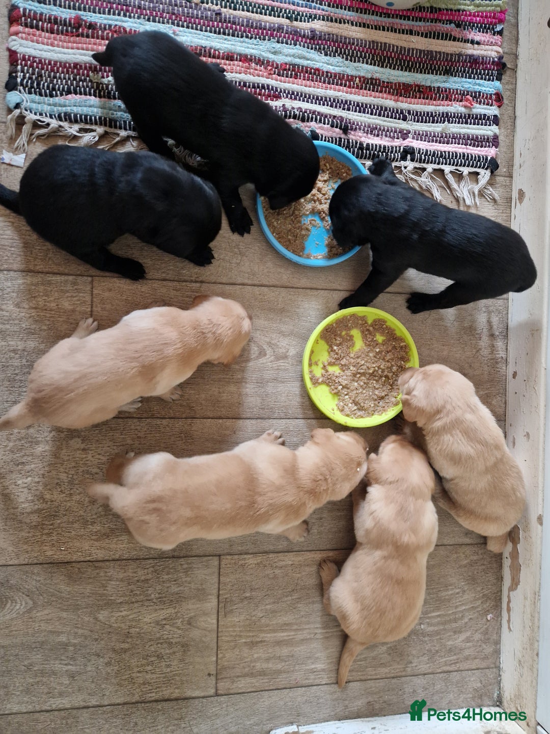Labrador Retriever dogs for sale: All viewings booked or puppies reserved - Advert 6