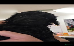 Cockapoo dogs for sale: F2 Cockapoo puppies  - Image 14