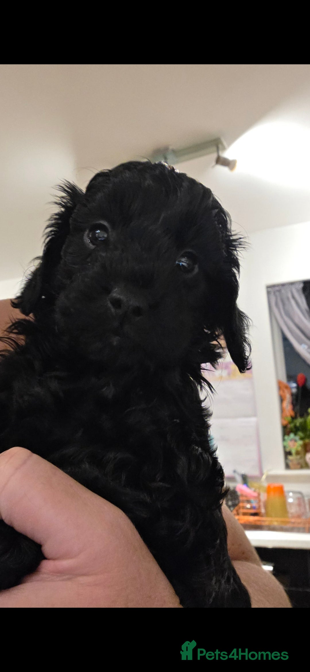Cockapoo dogs for sale: F2 Cockapoo puppies  - Image 14