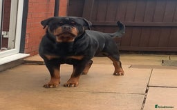 Rottweiler dogs for sale: AMAZING FULL PEDIGREE ROTTWEILER PUPPIES - Image 5