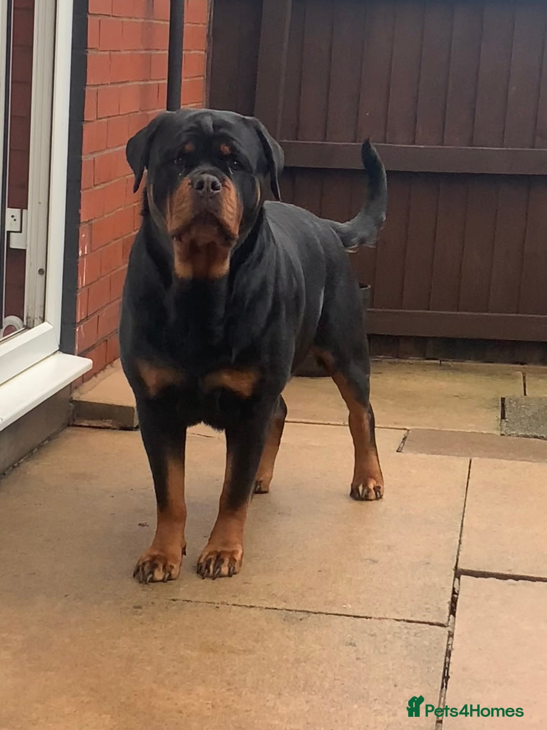 Rottweiler dogs for sale: AMAZING FULL PEDIGREE ROTTWEILER PUPPIES - Image 5