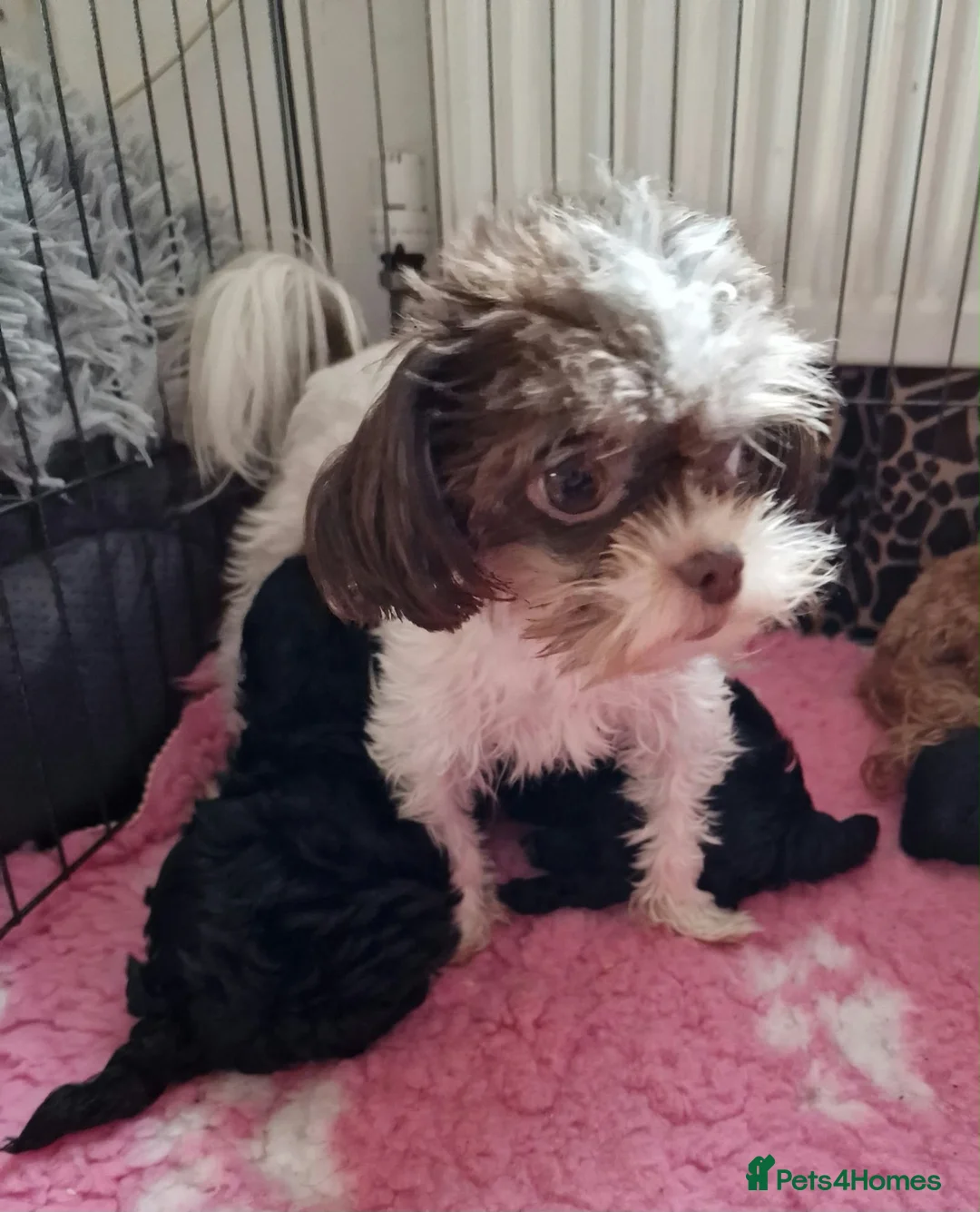 Mi-Ki dogs for sale: Doll faced Mikipoo - Advert 2
