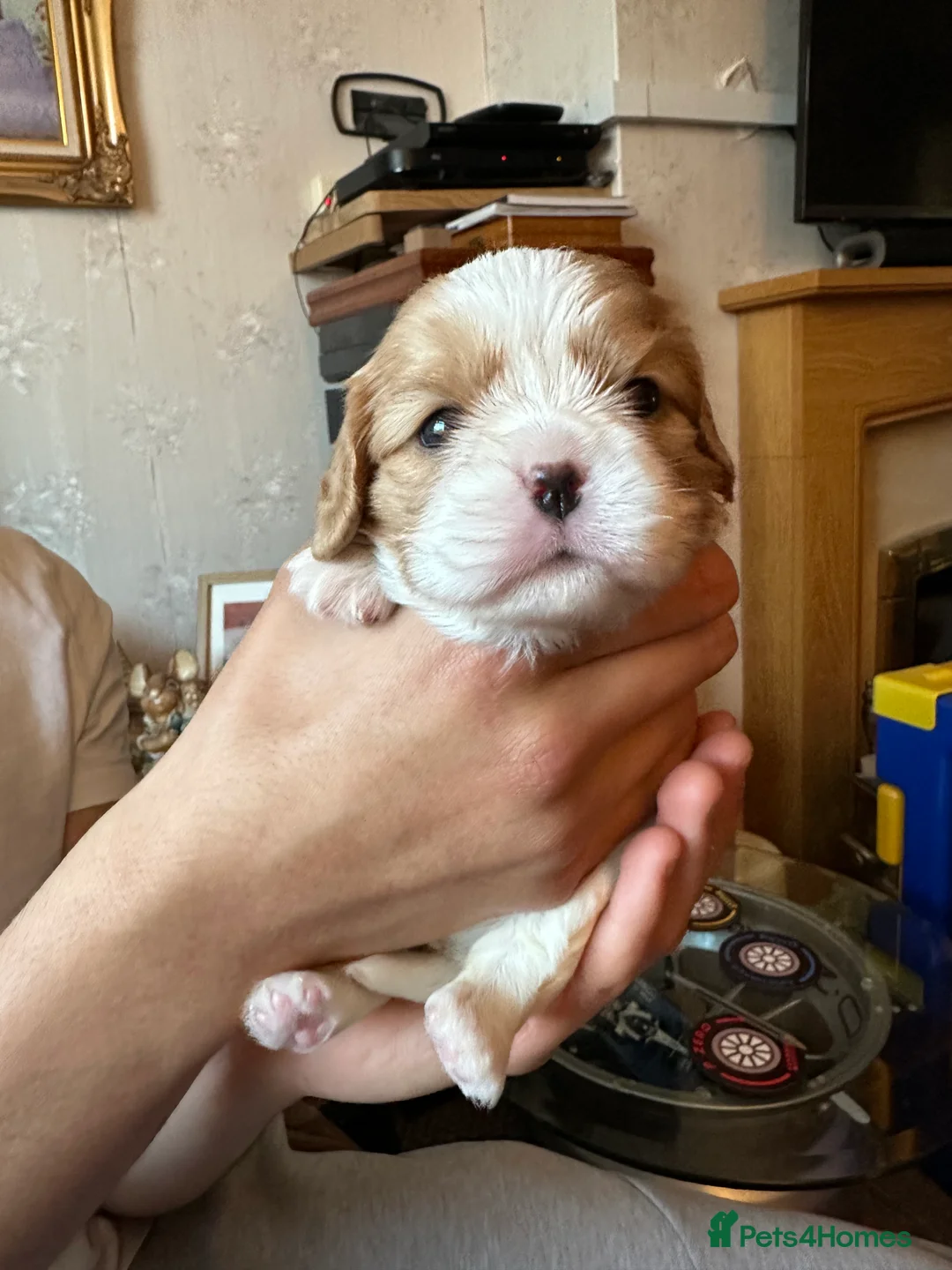 Cavalier King Charles Spaniel dogs for stud: KC Reg Health Tested Excellent Pedigrees for STUD in Nottingham - Advert 28