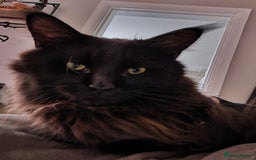 Maine Coon cats for sale: Black maine coon male  - Image 2