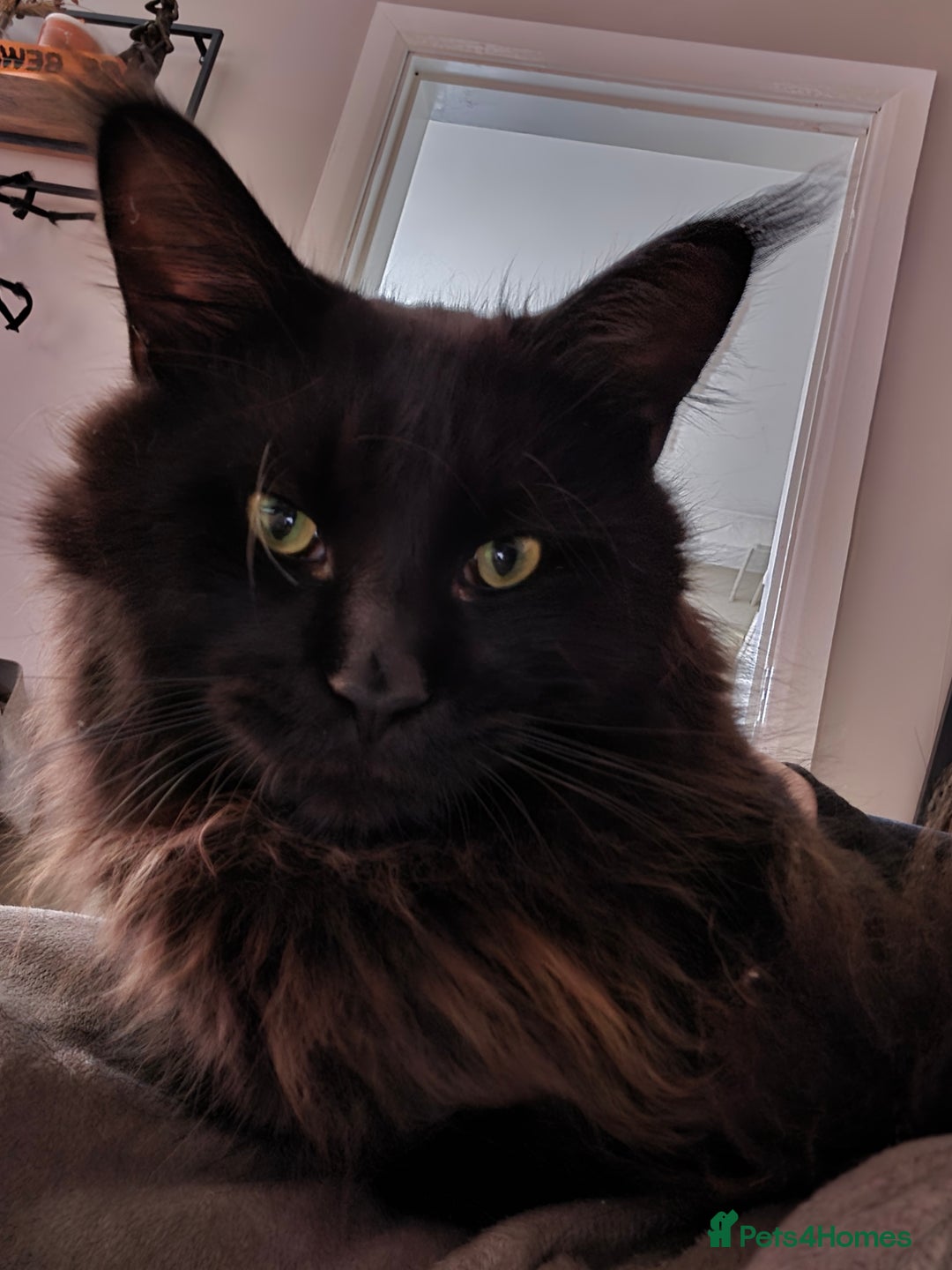 Maine Coon cats for sale: Black maine coon male  - Image 2