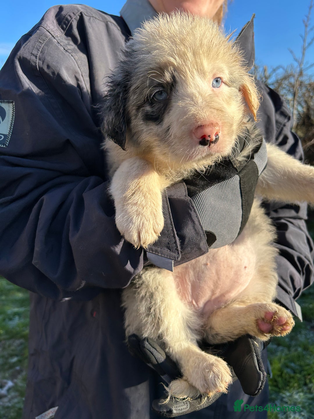 Border Collie dogs for sale: BEAUTIFUL BORDER COLLIE PUPS - Advert 30