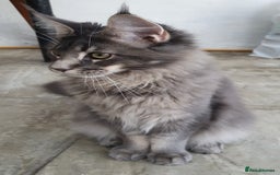 Maine Coon cats for sale: 🏅GCCF🏅 champion line pure maine coon in Waltham Cross - Image 7