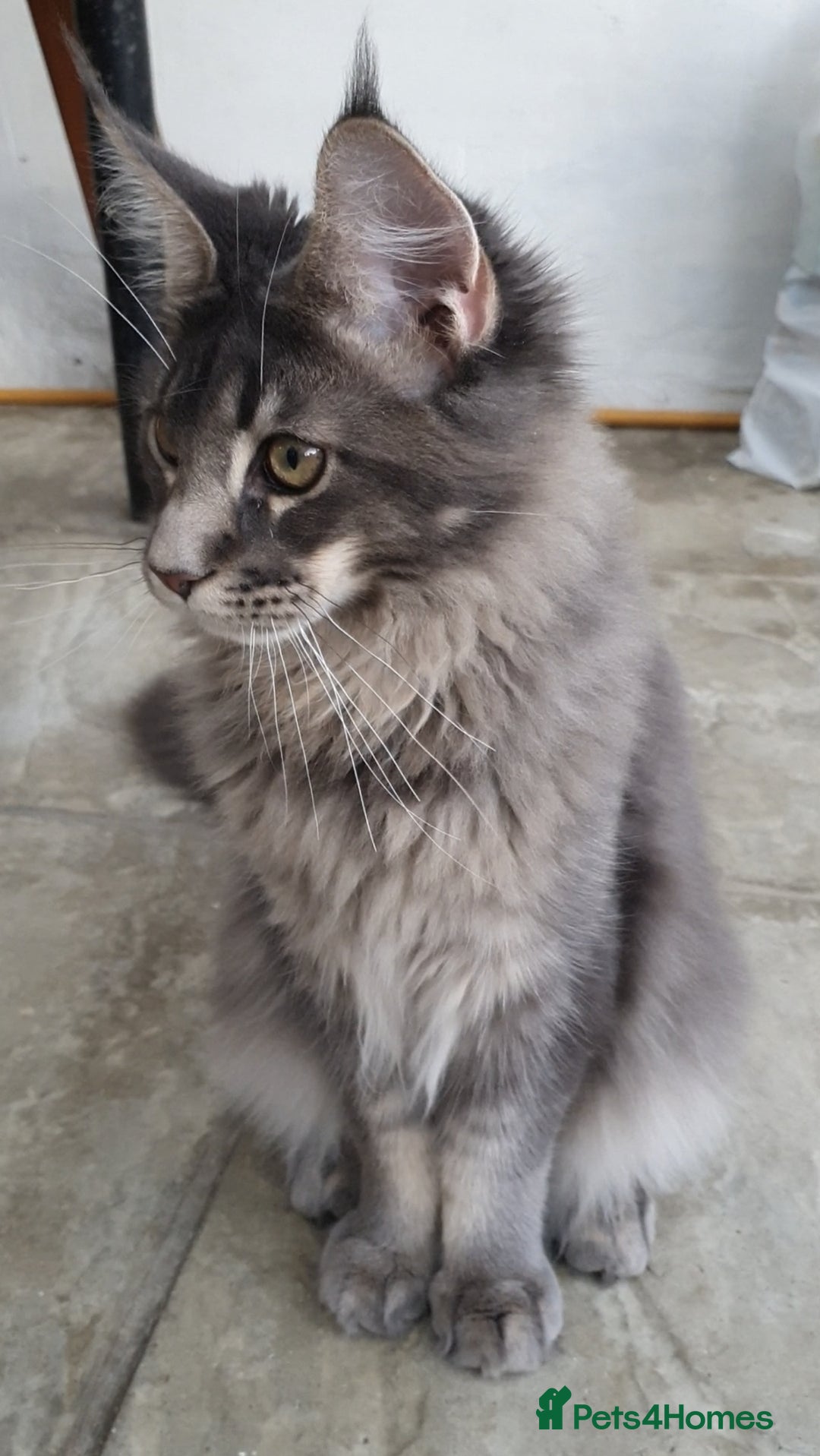 Maine Coon cats for sale: 🏅GCCF🏅 champion line pure maine coon in Waltham Cross - Image 7