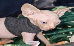 Sphynx cats for sale: Gorgeous Canadian Sphynx kittens - Image 21