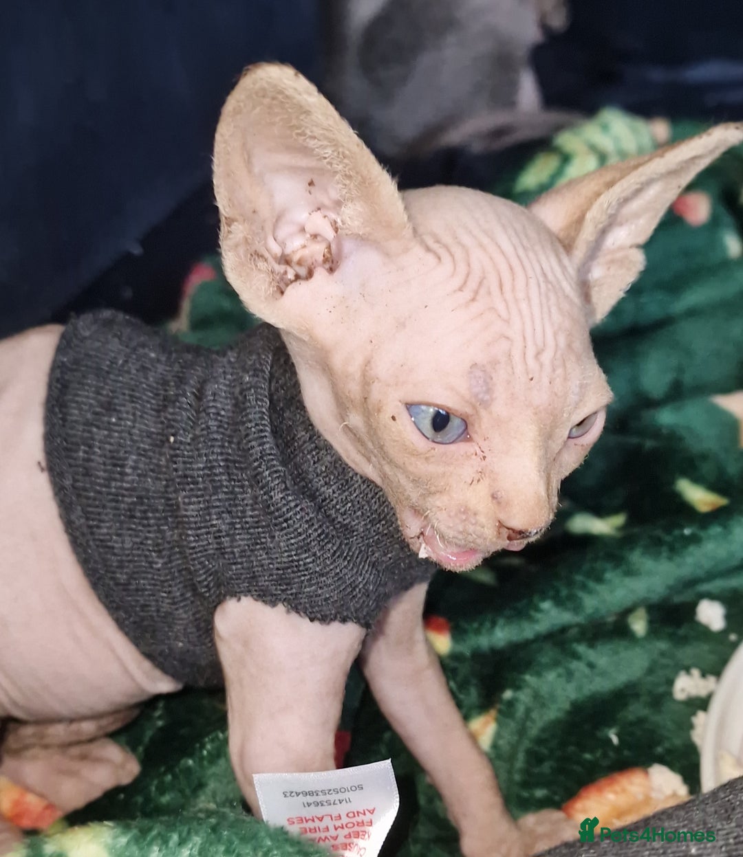 Sphynx cats for sale: Gorgeous Canadian Sphynx kittens - Image 21