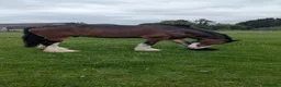 Shire horses for sale: 19hh Shire gelding rising 7 - Advert 2