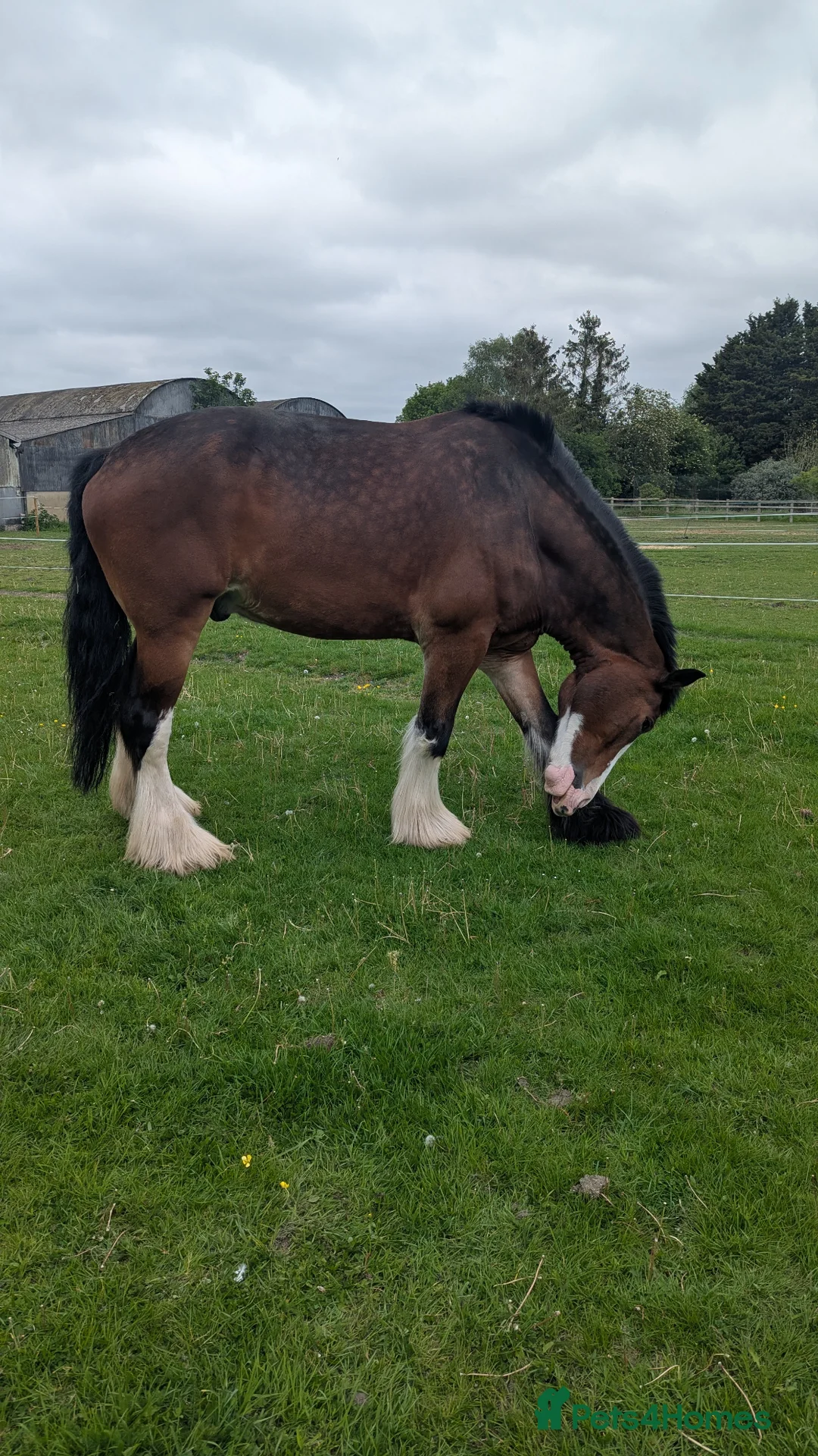 Shire horses for sale: 19hh Shire gelding rising 7 - Advert 2
