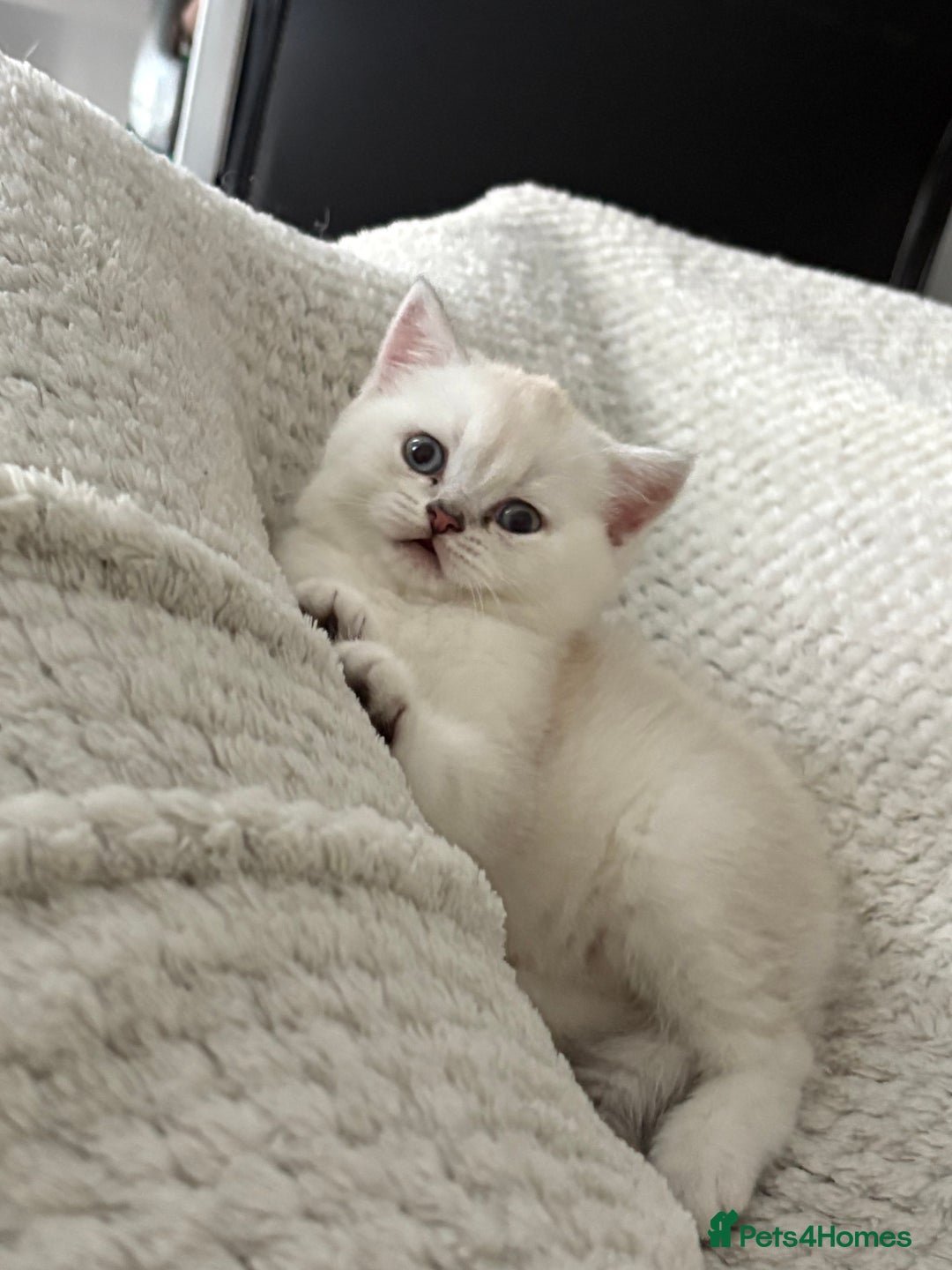 Scottish Fold cats for sale: Scottish Straight  - Image 7