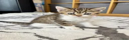 British Shorthair cats for sale: Four Beautiful BSH Tabby Kittens  - Advert 10