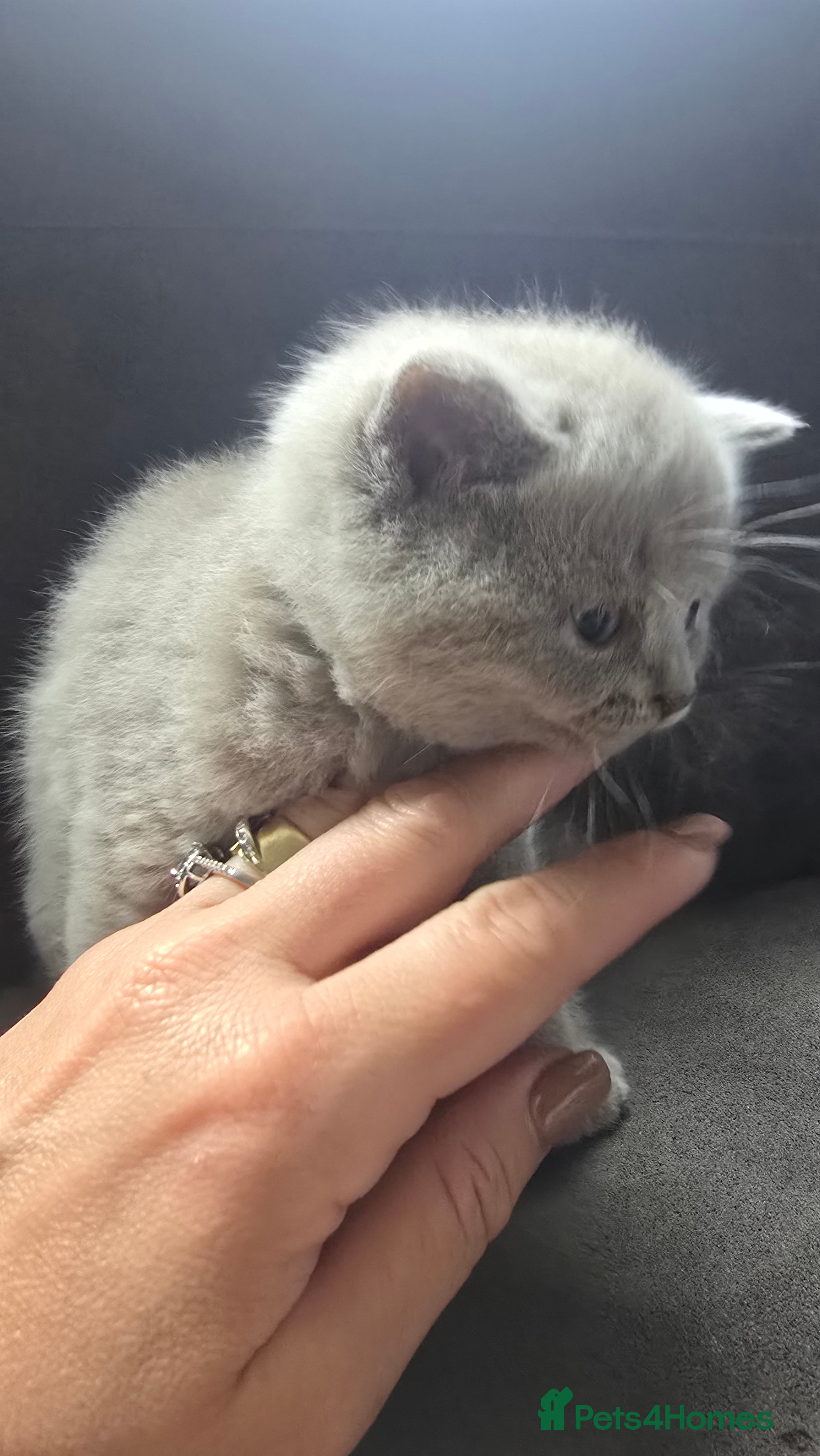 British Shorthair cats Litter of 6 - Advert 1