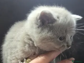 British Shorthair cats Litter of 6 - Advert 14