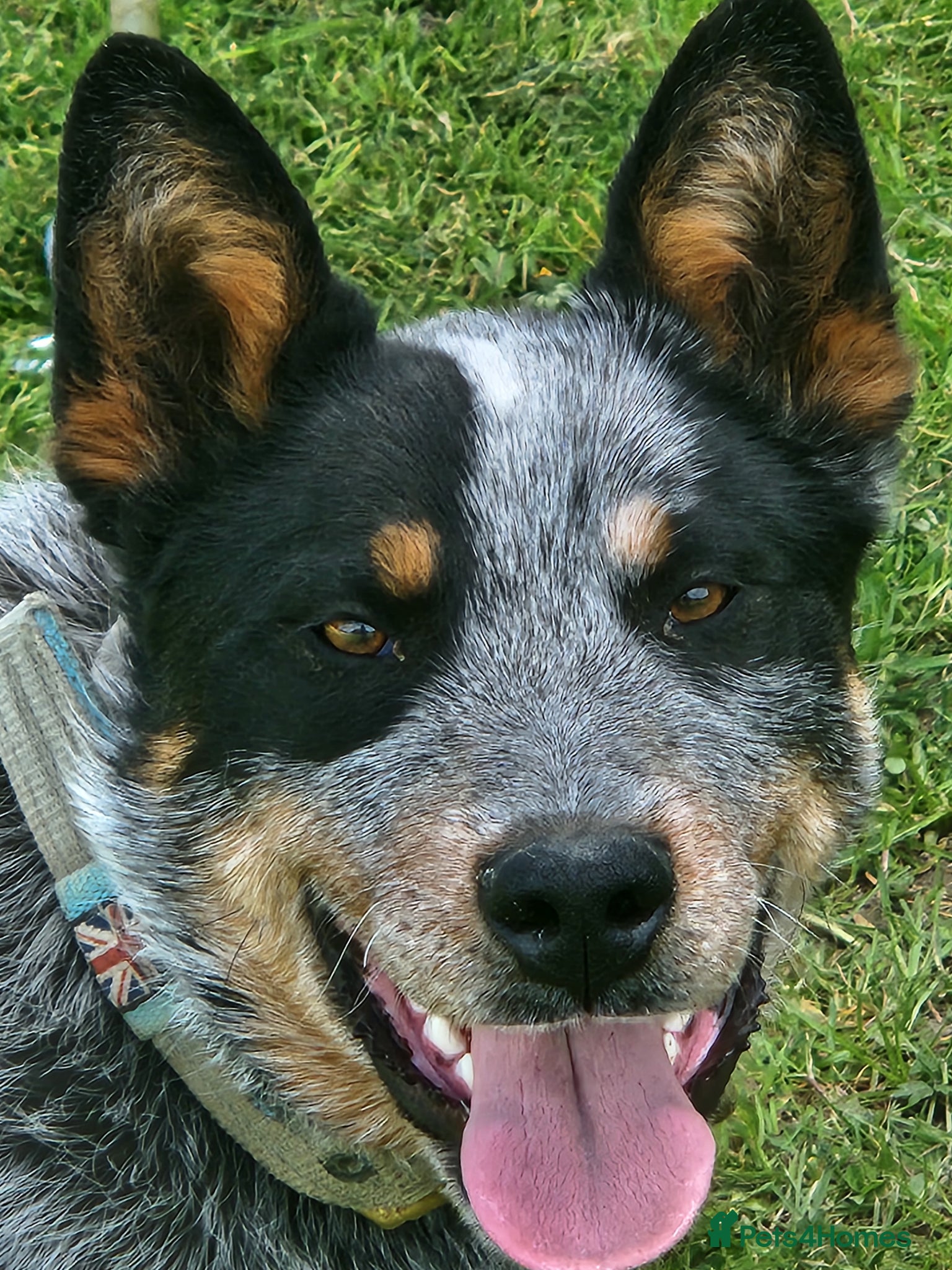 Australian Cattle Dog dogs Australian cattle dog  - Advert 1