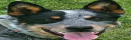 Australian Cattle Dog dogs for sale: Australian cattle dog  - Advert 1