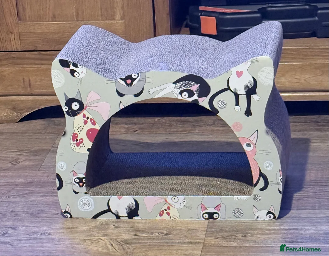 Persian cats for sale: Female Persian  - Advert 5