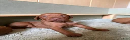 Hungarian Vizsla dogs for sale: Exceptional KC Pedigree Hungarian Vizsla’s 13 jun - Advert 9