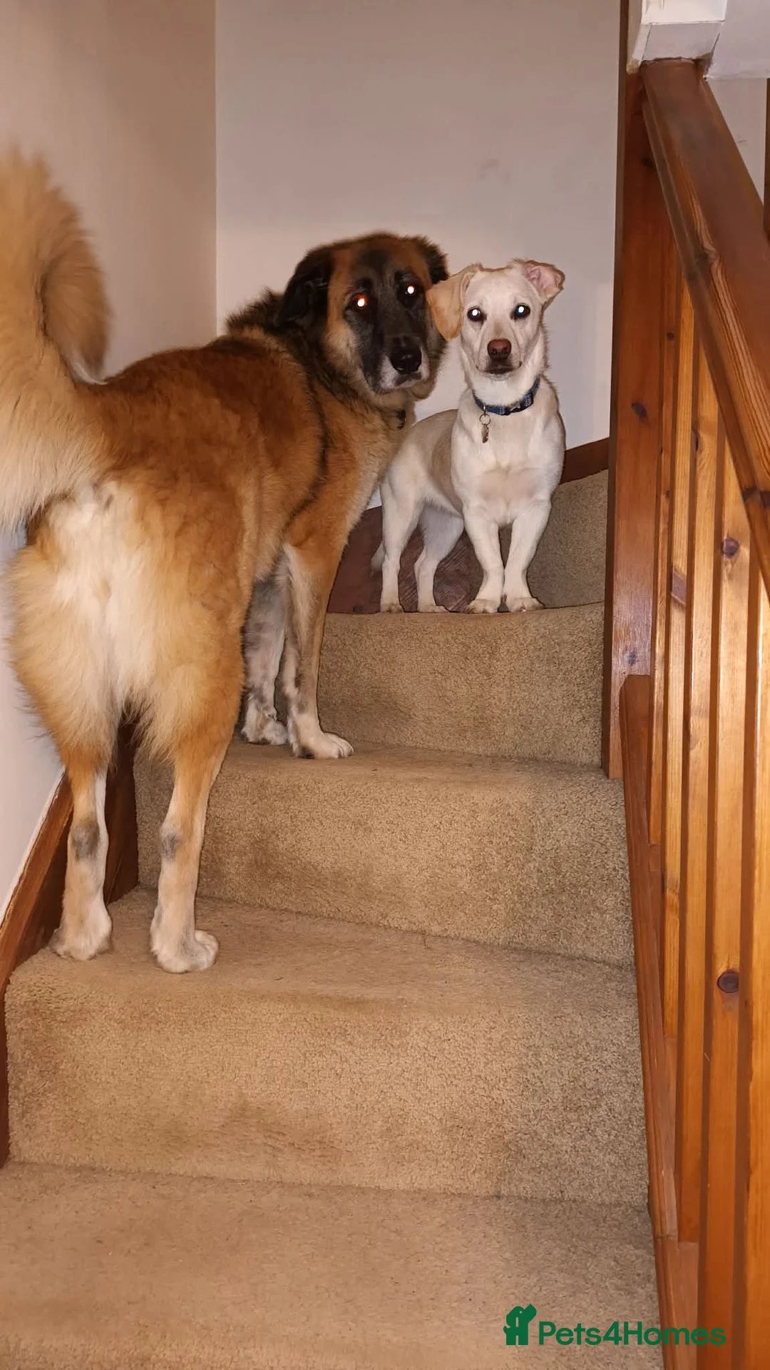 Mixed Breed dogs for adoption: MINNIE - LITTLE DYNAMO - Advert 2