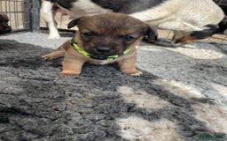 Jack Russell dogs for sale: Working Miniature Jack Russell's - Image 4