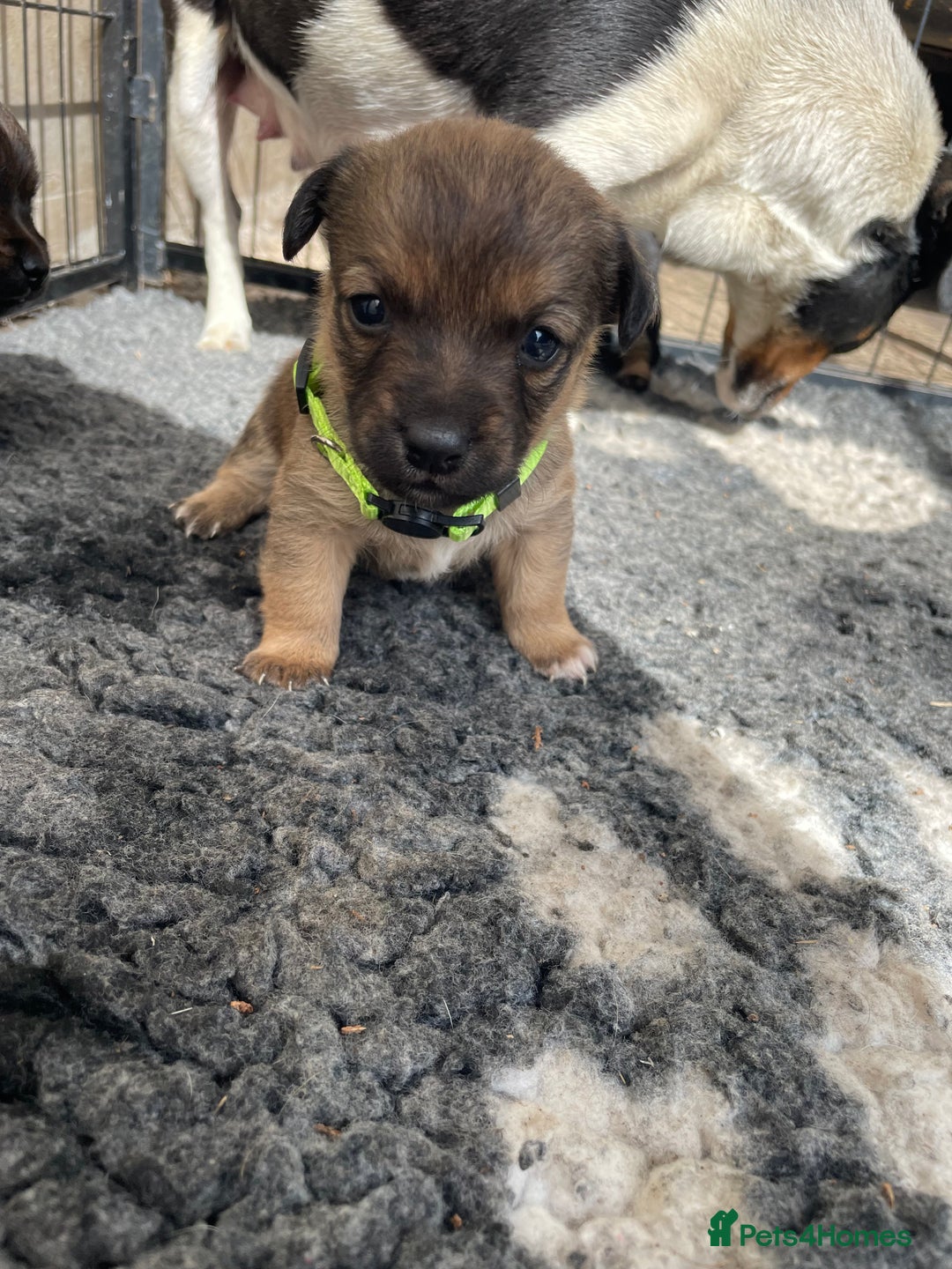 Jack Russell dogs for sale: Working Miniature Jack Russell's - Image 4