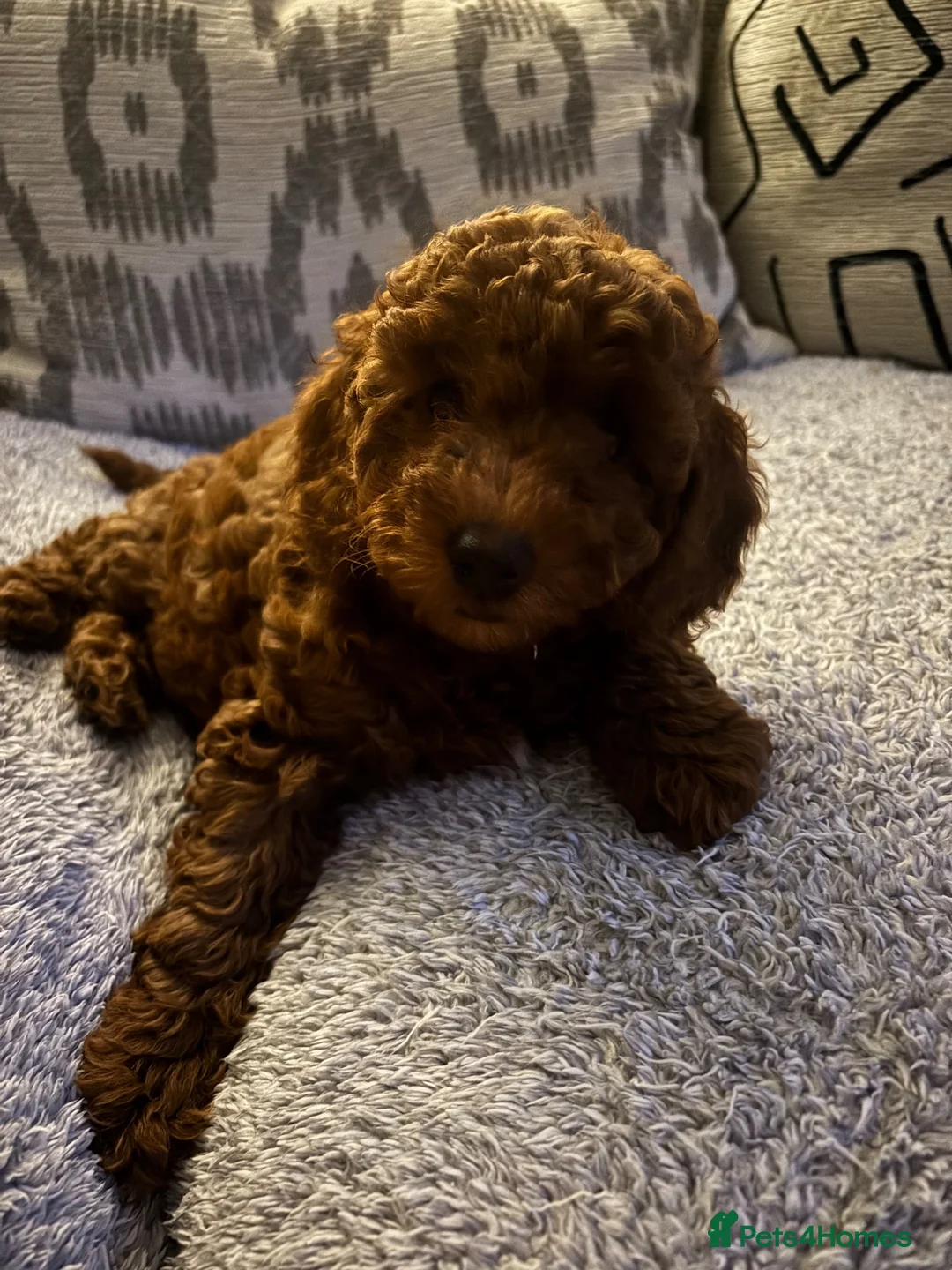 Cavapoo dogs for sale: F1b Cavapoo - Advert 2