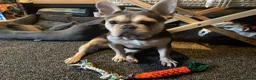 French Bulldog dogs for sale: Lovely Lola  - Advert 6