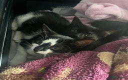 Domestic Shorthair cats for sale: 2 female kittens  - Image 2
