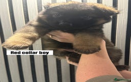 German Shepherd dogs for sale: German shepherd puppies.  - Image 6