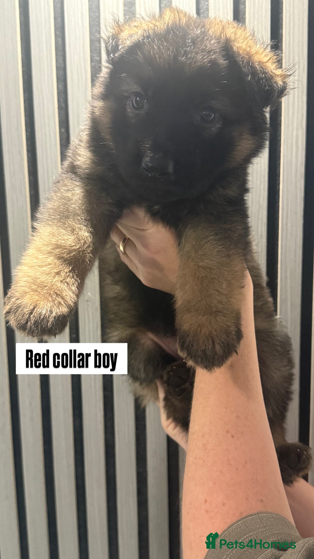 German Shepherd dogs for sale: German shepherd puppies.  - Image 6