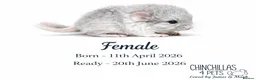 Chinchilla rodents for sale: Chinchilla Kits For Sale  - Advert 4