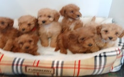 Cockapoo dogs for sale: Adorable F1B red cockapoo puppies  - Image 3