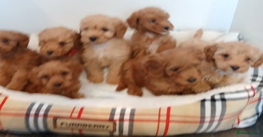 Cockapoo dogs - Advert 14