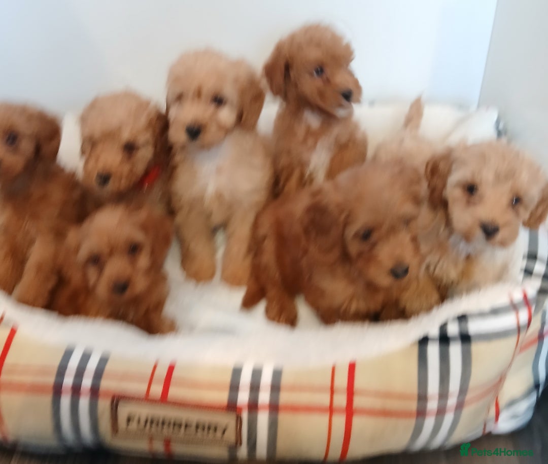 Cockapoo dogs for sale: Adorable F1B red cockapoo puppies  - Image 3
