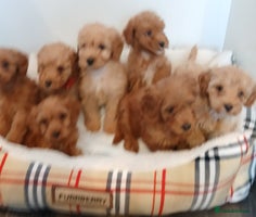 Cockapoo dogs - Advert 14