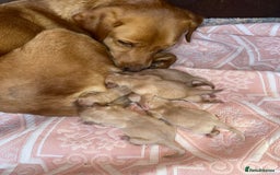Labrador Retriever dogs for sale: Fox red labrador puppies  - Image 6