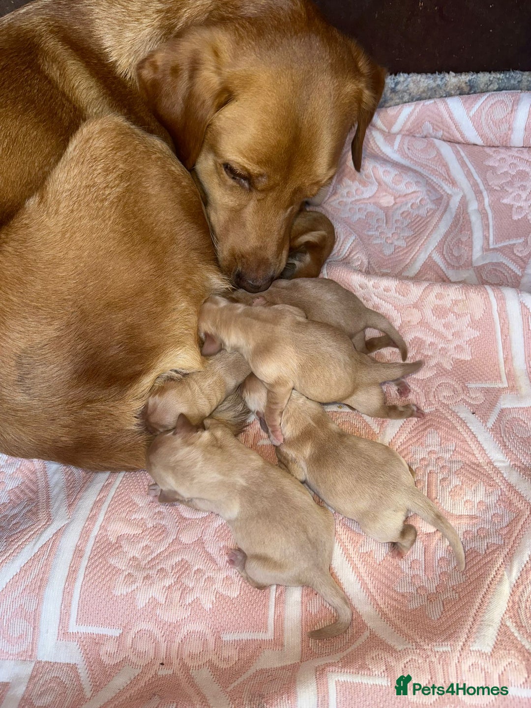 Labrador Retriever dogs for sale: Fox red labrador puppies  - Image 6