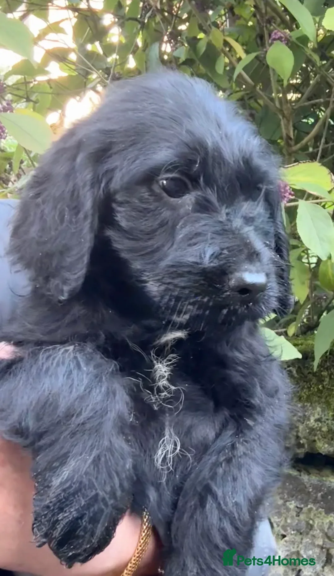 Labradoodle dogs for sale: Fully Vaccinated, Lab x Australian Labradoodles  - Image 8