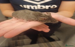 Mouse rodents for sale: Very friendly texas boys for sale - Image 1