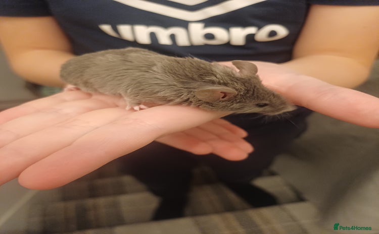 Mouse rodents - Advert 3