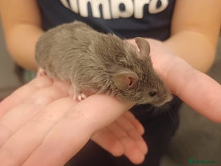 Mouse rodents - Advert 1