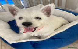 West Highland Terrier dogs for sale: Adorable WestHighland White Pups - Image 6