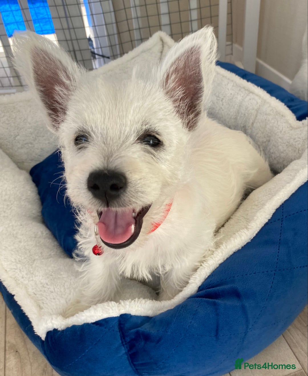 West Highland Terrier dogs for sale: Adorable WestHighland White Pups - Image 6