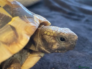 Tortoise reptiles - Advert 6