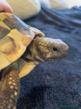 Tortoise reptiles - Advert 3