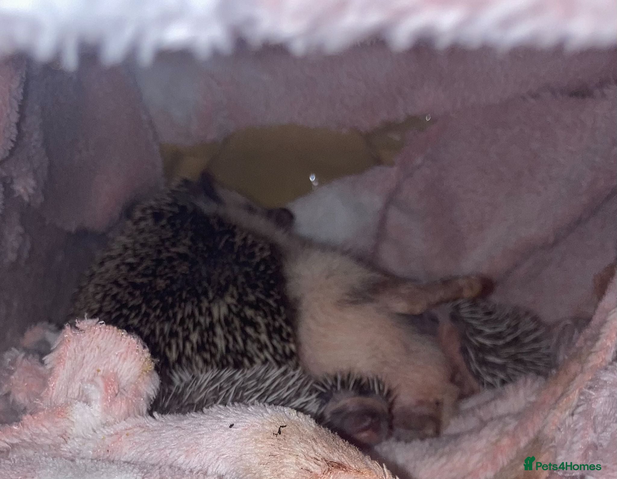 Pygmy Hedgehog rodents African Pygmy Hedgehog's  - Advert 2