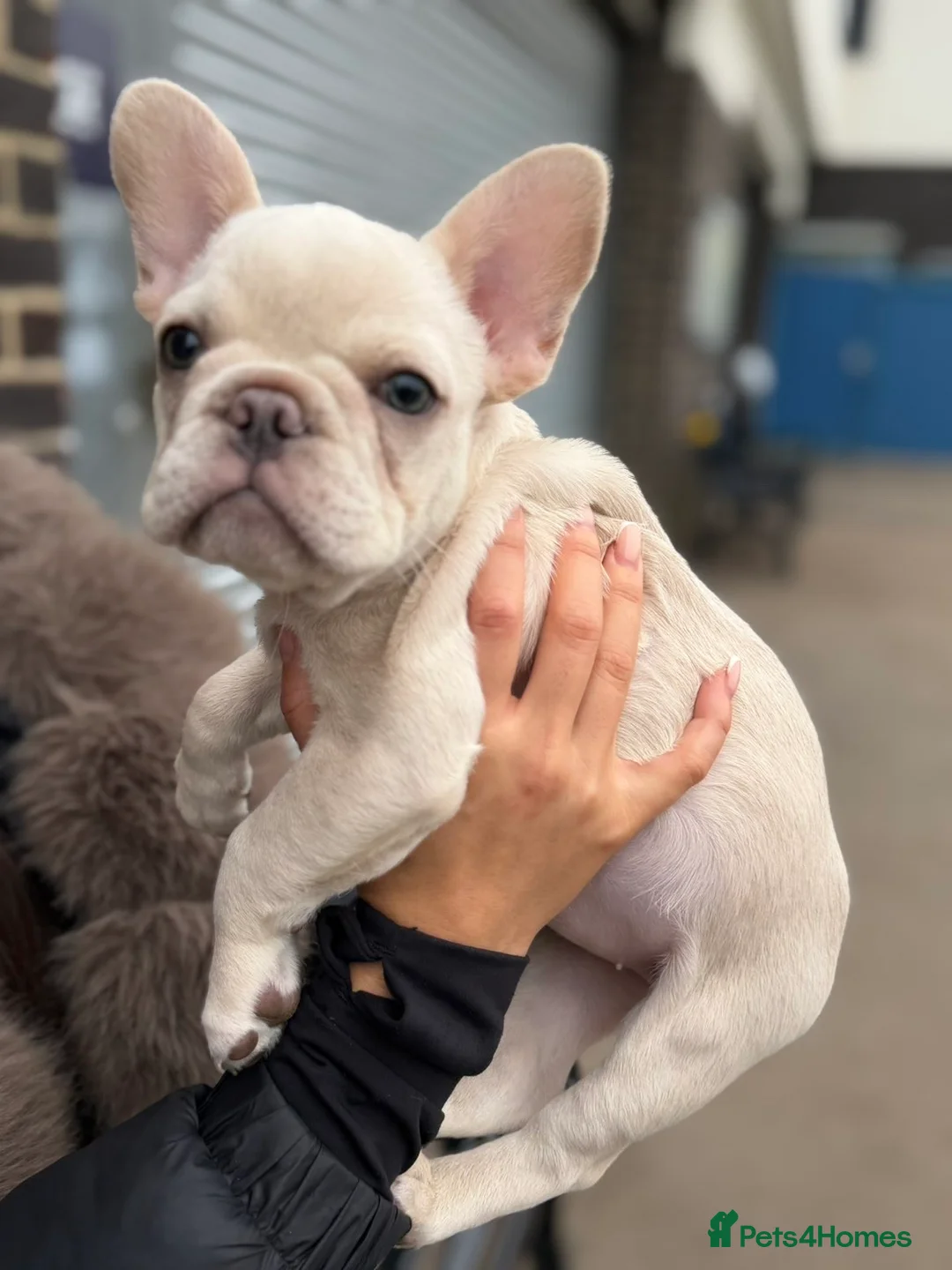 French Bulldog dogs for sale: Triple platinum fluffy carrier french bulldog  - Advert 1