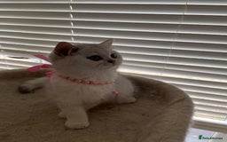 British Shorthair cats for sale: Adorable Tica registered BSH Kittens for sale - Image 1